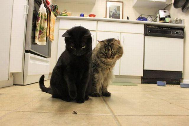 Cat MTkyNDc3MA