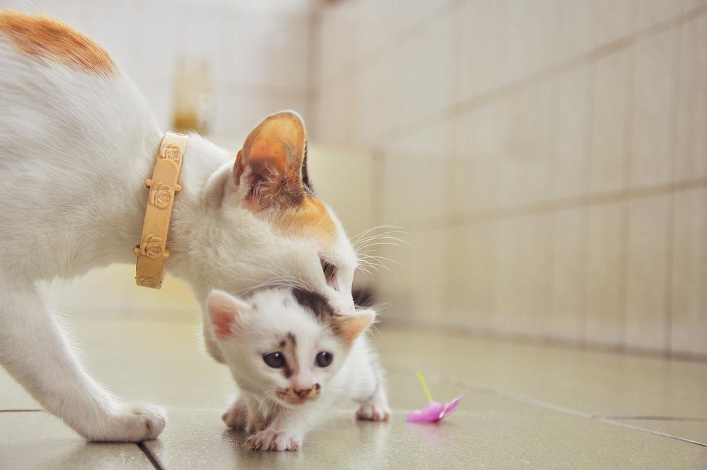 Cat MTkyNDg3Mg