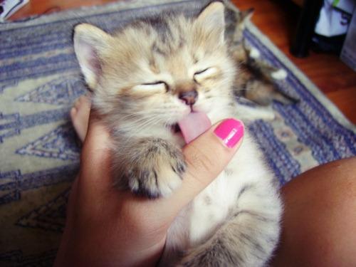 Cat MTkyNjU3NQ