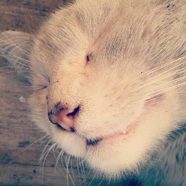Cat MTkyODQ1MQ