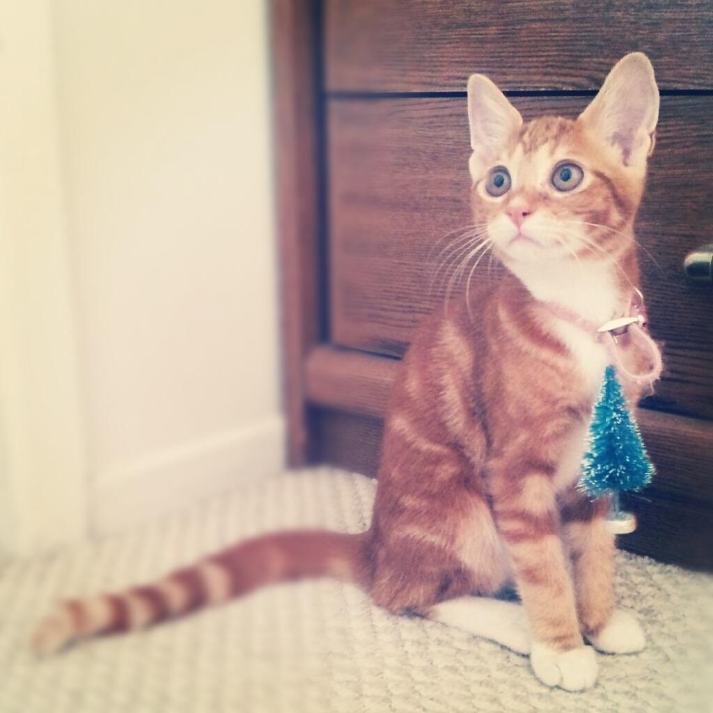 Cat MTkyOTY5OA
