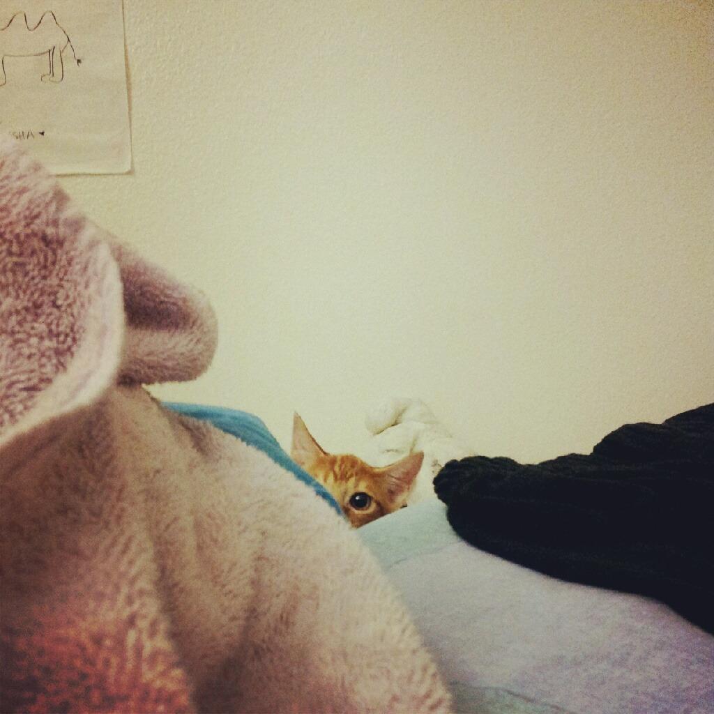 Cat MTkyOTcwNQ