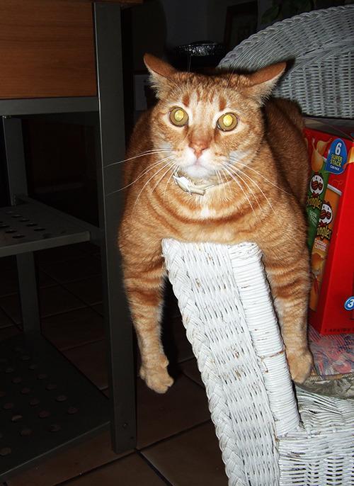 Cat MTkzMDM2MQ