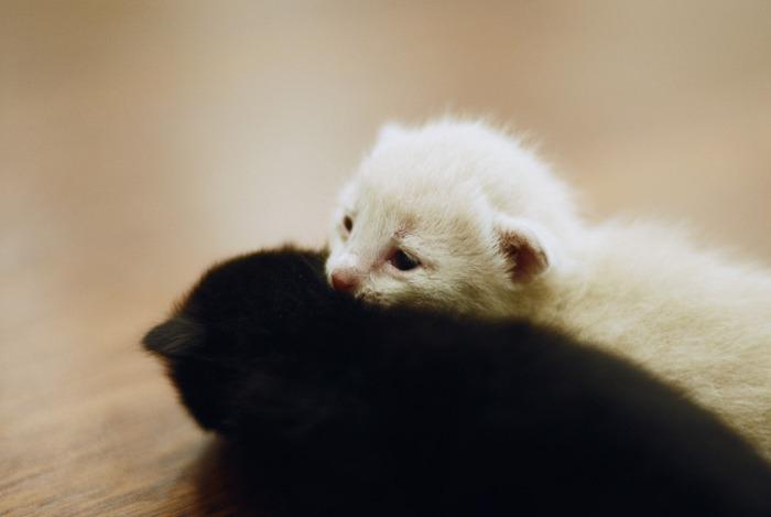 Cat MTkzMzEwNg