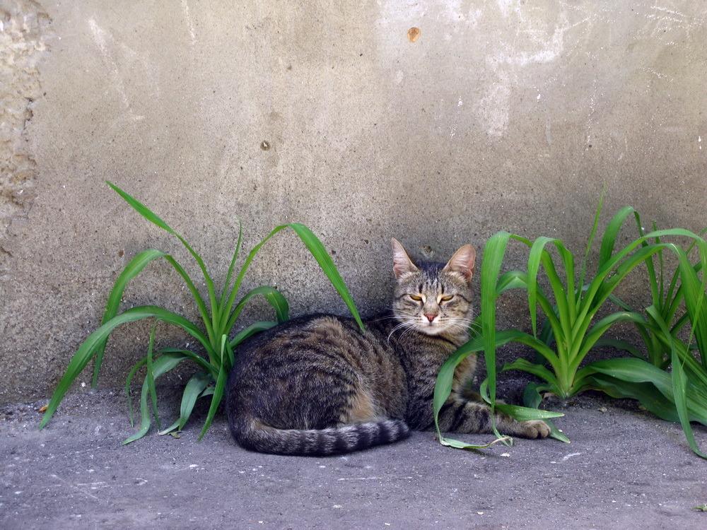 Cat MTkzMzUzNg