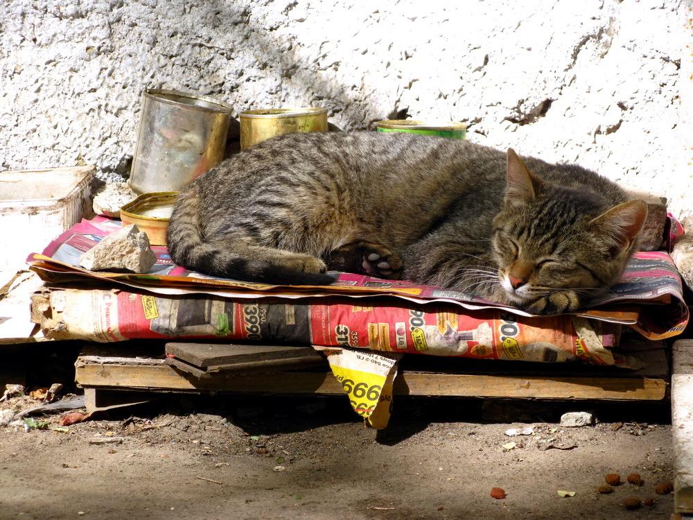 Cat MTkzMzc1NA