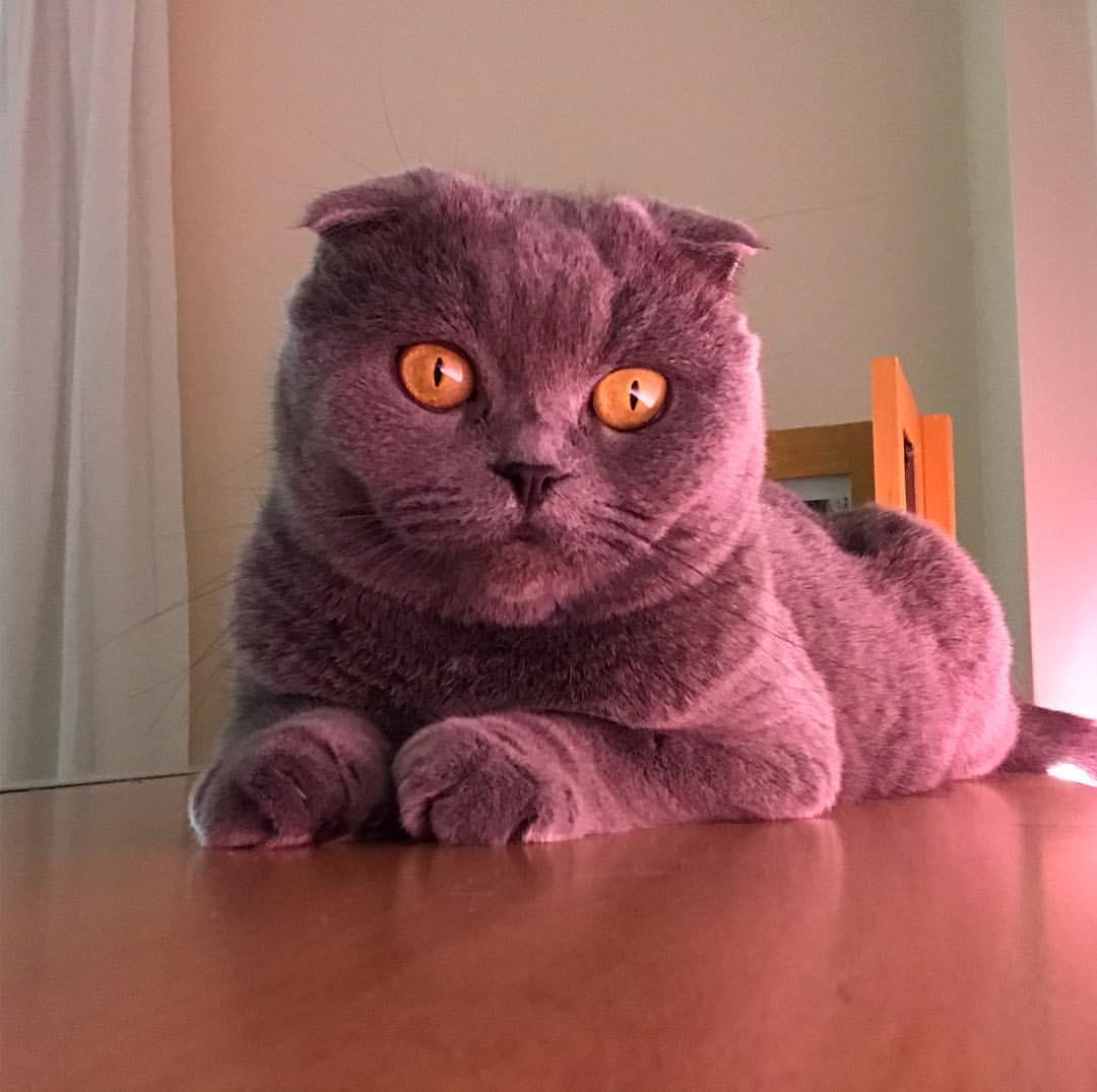 Cat MVQu5GSK1