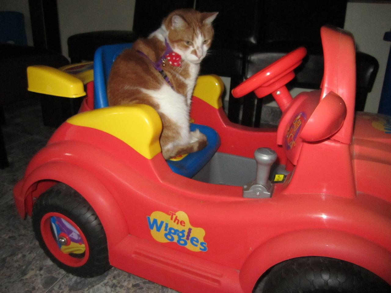 Cat MjA0MDAxMA