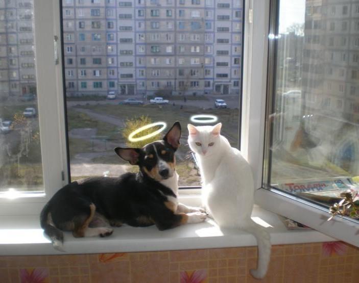 Cat MjA0MDUxMA