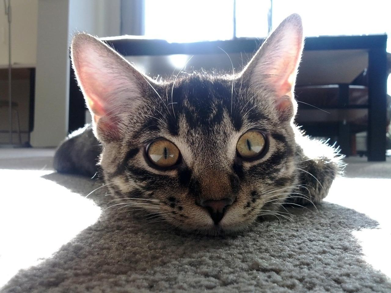 Cat MjA0MjQ4NQ