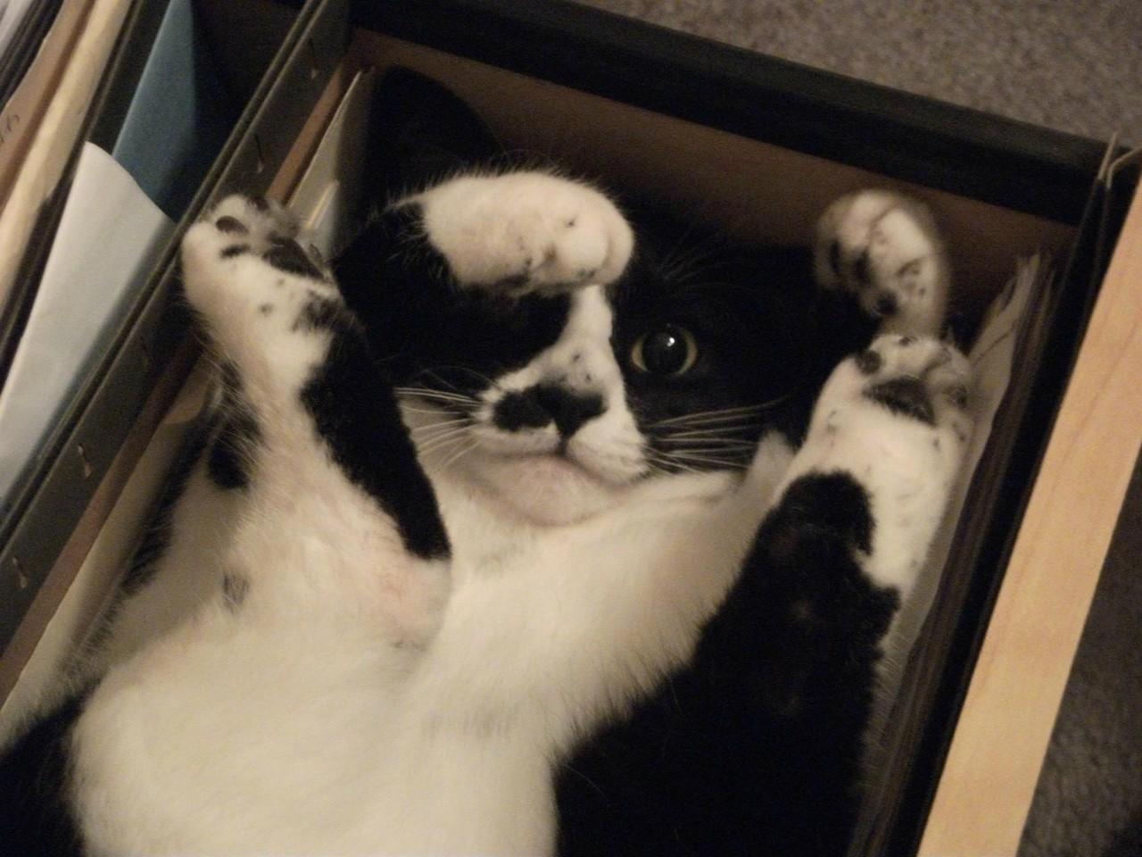 Cat MjA0MjUzOA