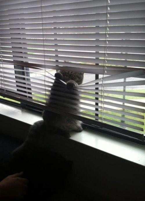 Cat MjA0Mjc5OA