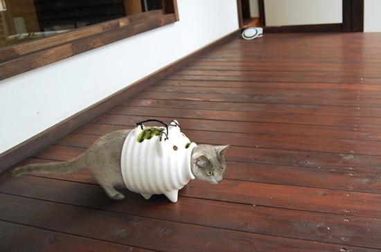 Cat MjA0MzM3OA