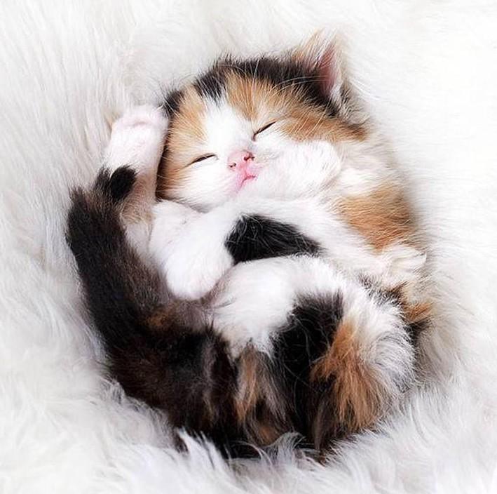 Cat MjA0NDg2Mw