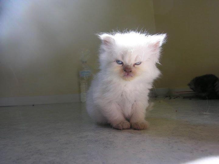 Cat MjA0NTk0OQ