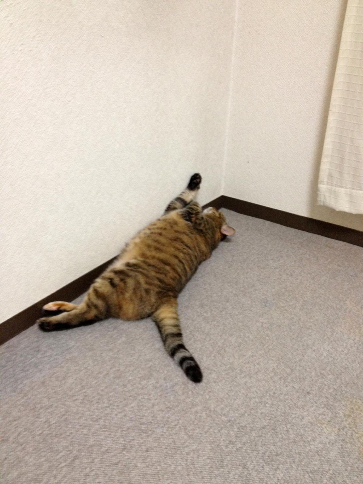 Cat MjA0NjU3Ng