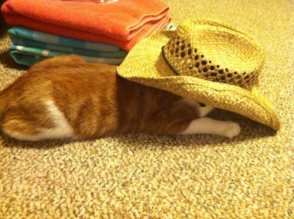 Cat MjA0NzcwNA