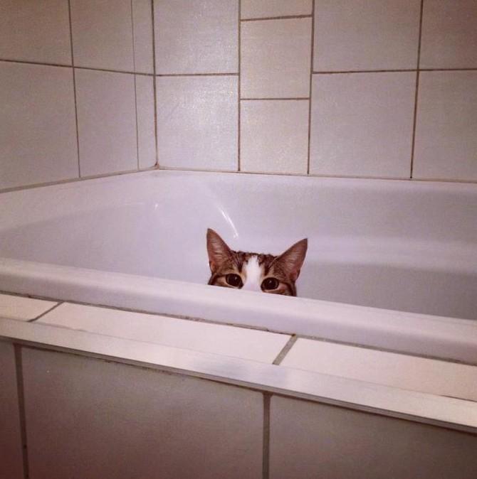 Cat MjA0OTgyMw