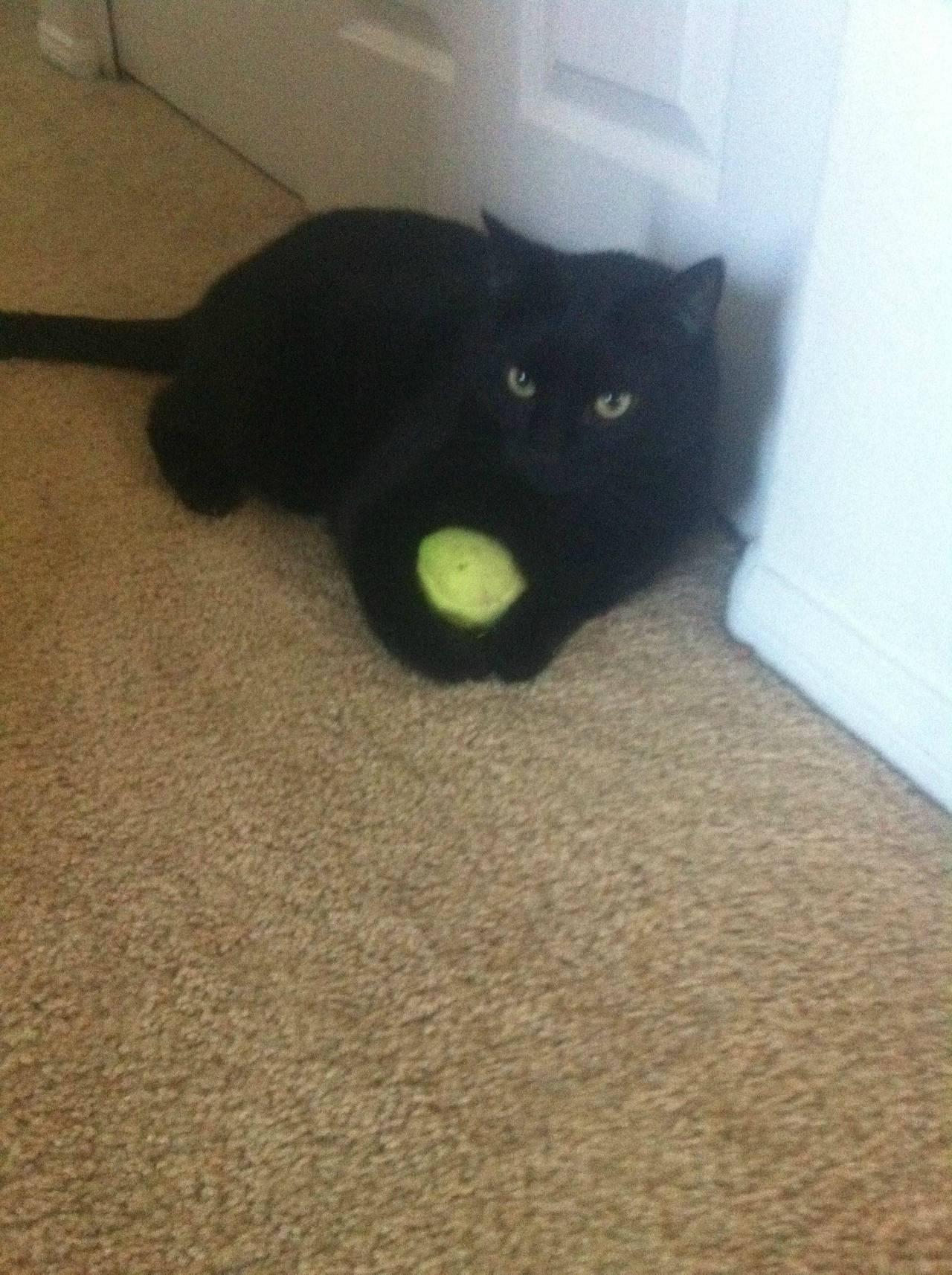 Cat MjA1MDEyMQ