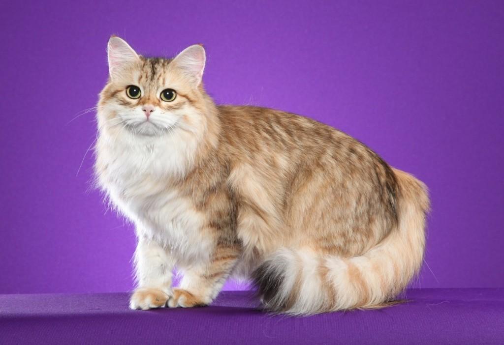 Cat MjA1MDk2OA