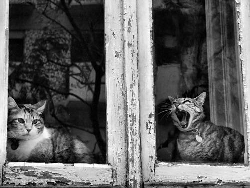 Cat MjA1MTc4Mw