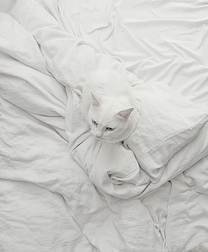 Cat MjA1MzQ0Mg