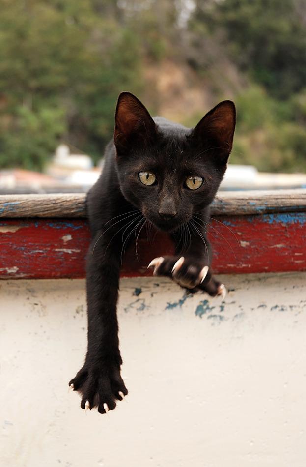 Cat MjA1NDMzNw
