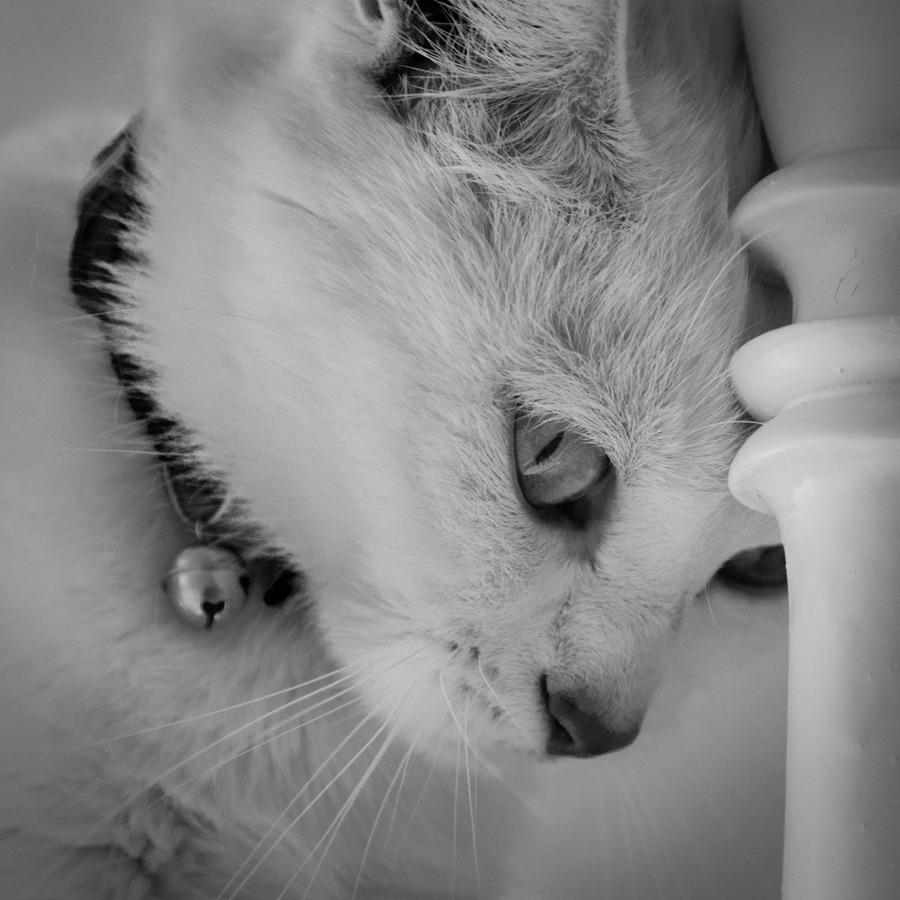 Cat MjA1NDQ4Mw