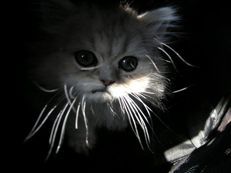 Cat MjA1NDU2Mg