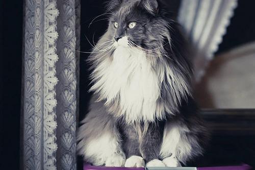 Cat MjA1NjQxMg