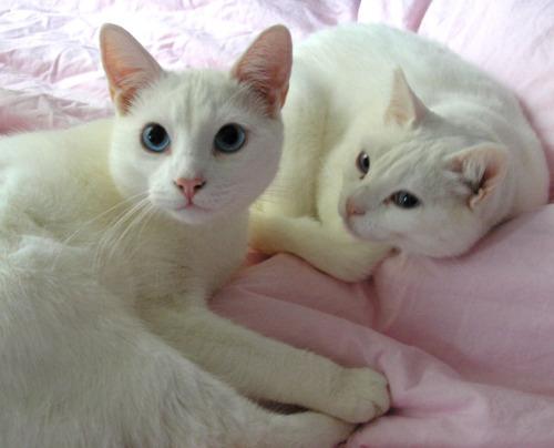 Cat MjA1NzI1OQ