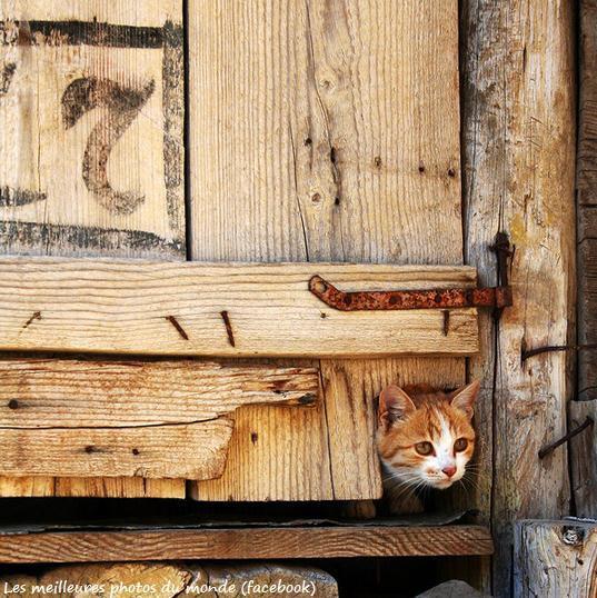 Cat MjA1OTI5MQ