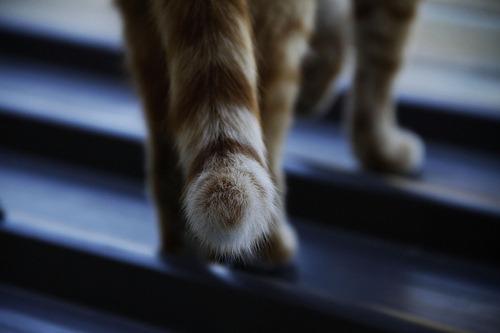 Cat MjA1OTMwMA
