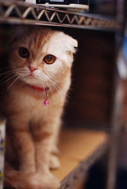 Cat MjA1OTc5OA
