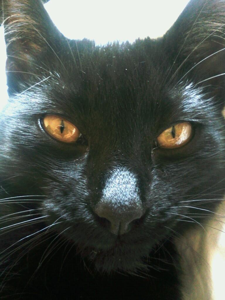 Cat MjA2MDI2NA