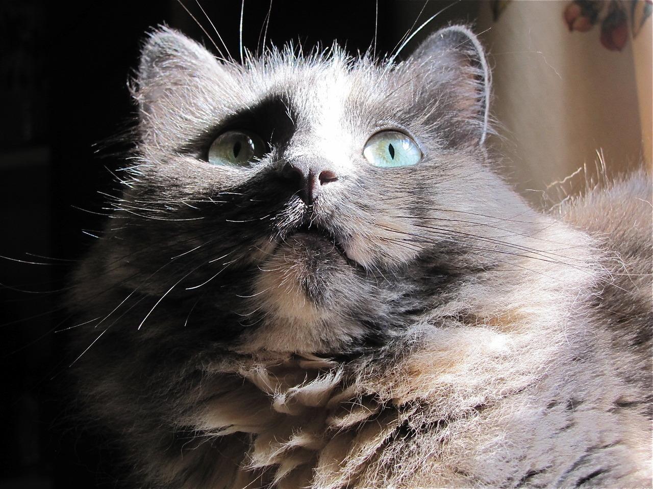 Cat MjA2MDgxMA