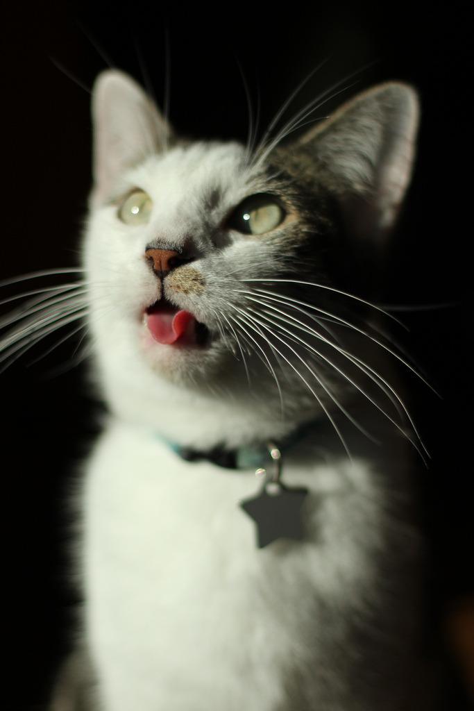 Cat MjA2MTUzNg