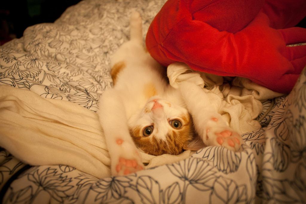 Cat MjA2MzI0MQ