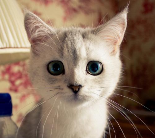 Cat MjA2NDUzMg