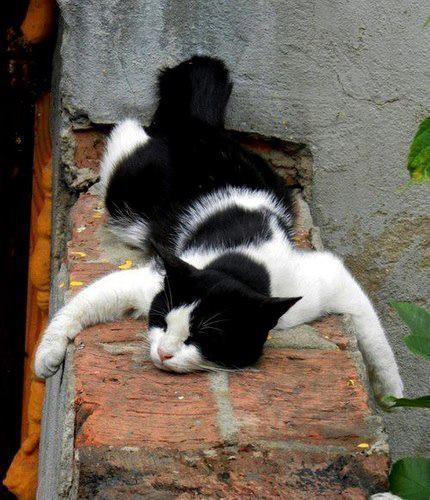 Cat MjA2NjEyMQ