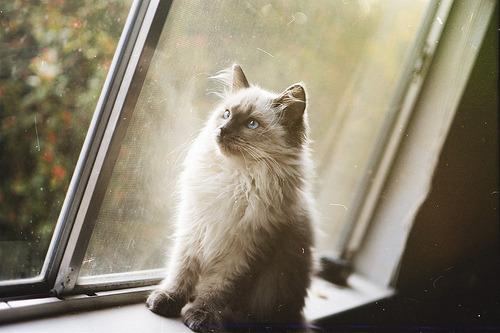 Cat MjA2ODEyOA