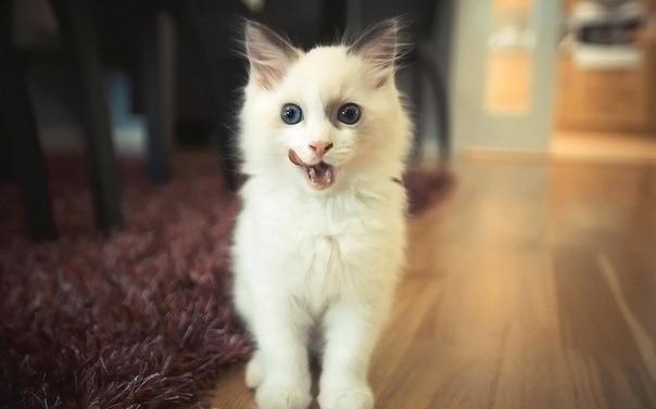 Cat MjA2ODQ4OQ