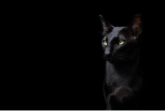 Cat MjA3MTUwNA