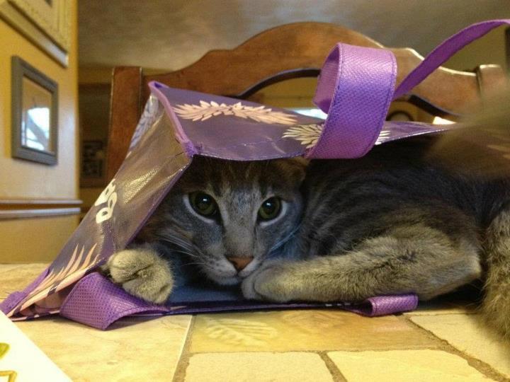 Cat MjA3NDUzNg