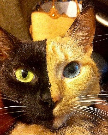 Cat MjA3NTAyOQ