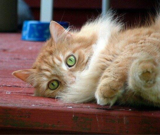 Cat MjA3NzYxNQ