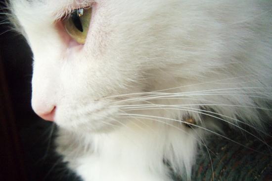 Cat MjA4MDU4Nw
