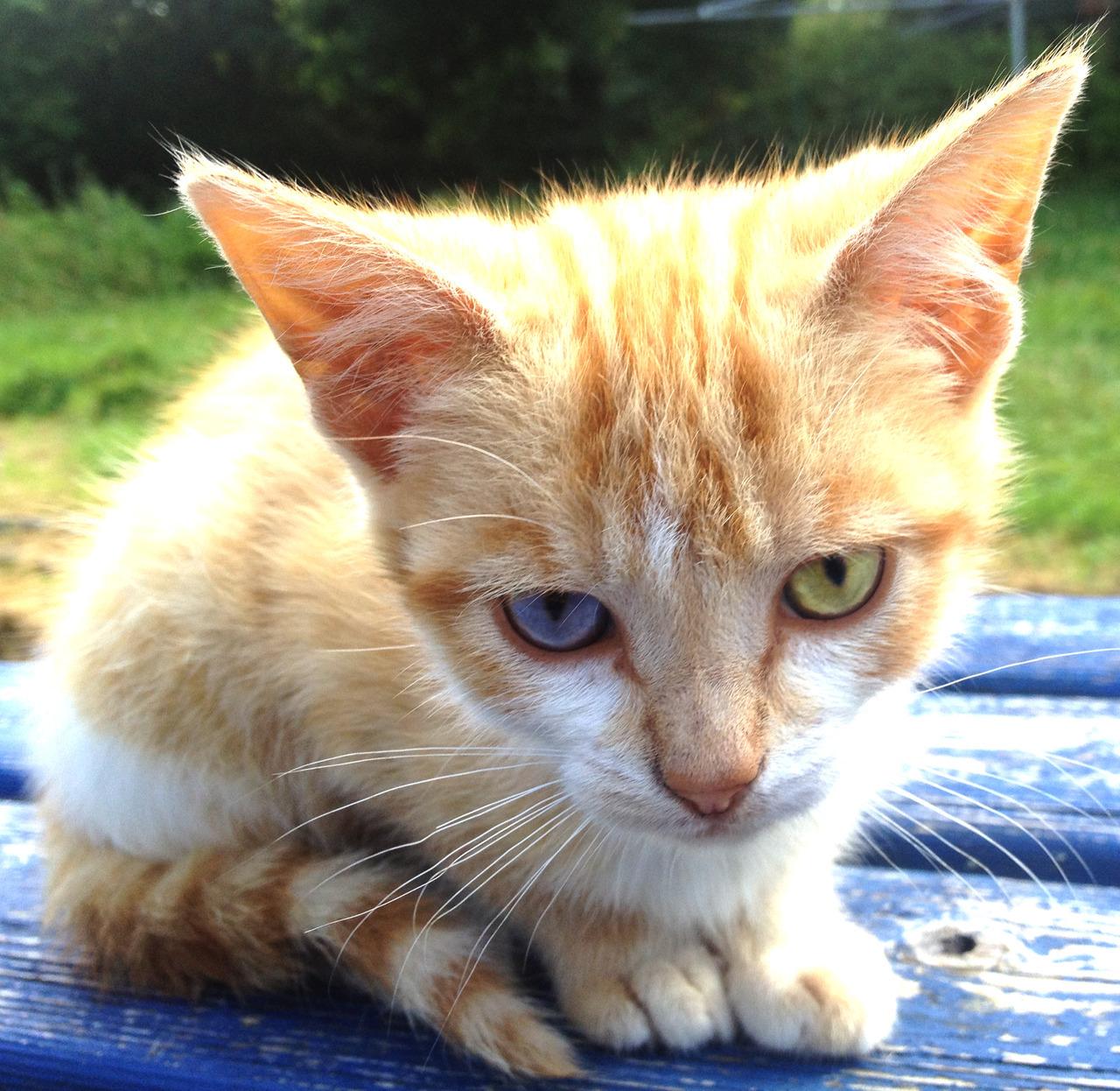 Cat MjA4MTk4NA