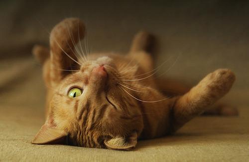 Cat MjA4MzQ4NQ