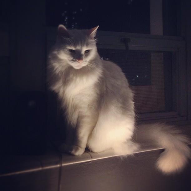 Cat MjA4NTU1Ng